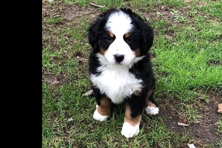 Bernese Mountain Dog Puppies breeder image 4