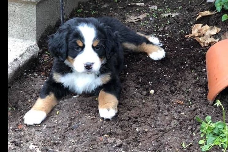 Bernese Mountain Dog Puppies breeder image 5