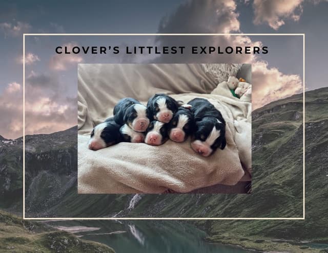 Bernese Mountain Dog Puppies media 2