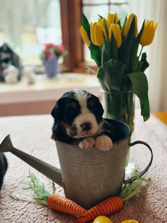 Bernese Mountain Dog Puppies media 4