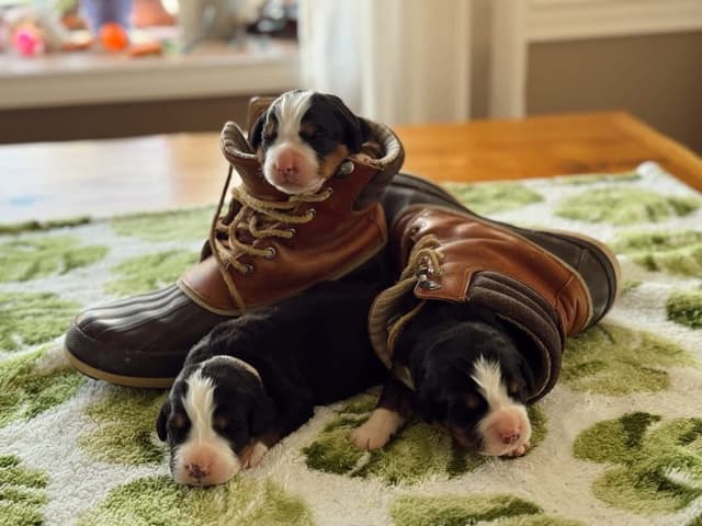 Bernese Mountain Dog Puppies media 3