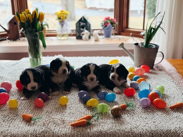 Bernese Mountain Dog Puppies media 5
