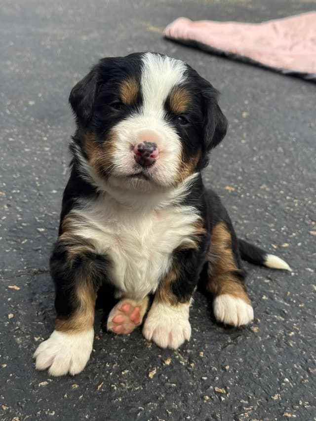 Bernese Mountain Dog Puppies media 6