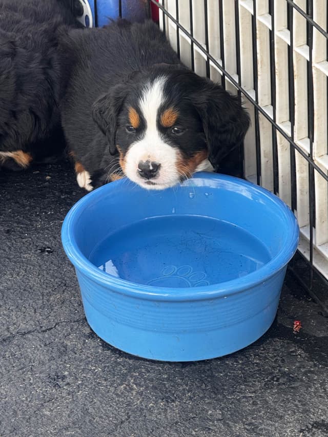 Bernese Mountain Dog Puppies media 7