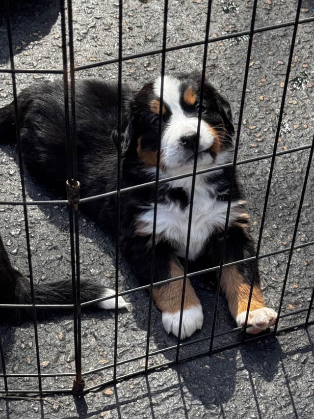 Bernese Mountain Dog Puppies media 9