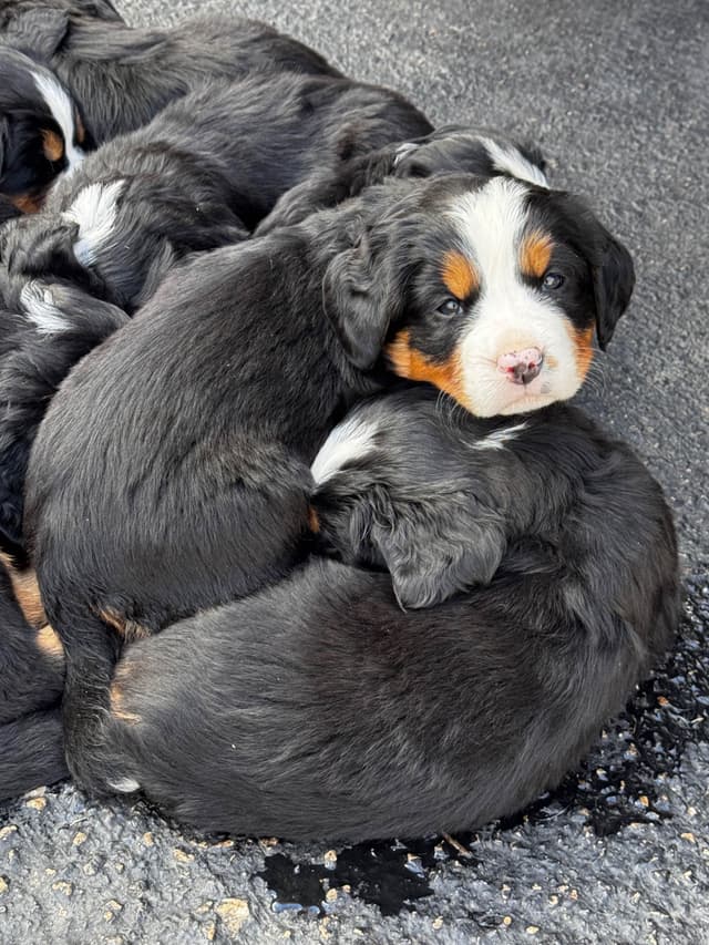 Bernese Mountain Dog Puppies media 8