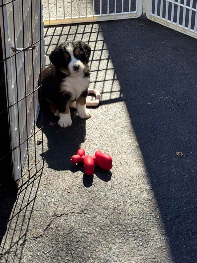Bernese Mountain Dog Puppies media 10