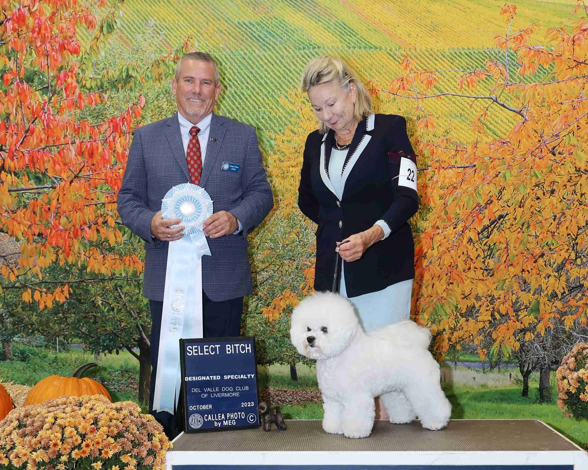 Bichon Frise Puppies breeder image 1