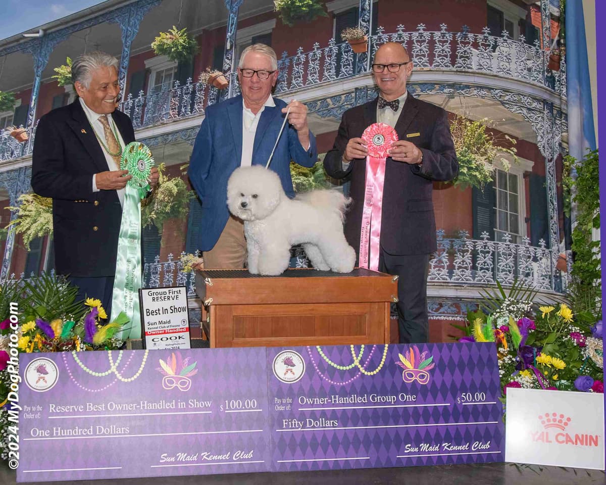 Bichon Frise Puppies breeder image 2