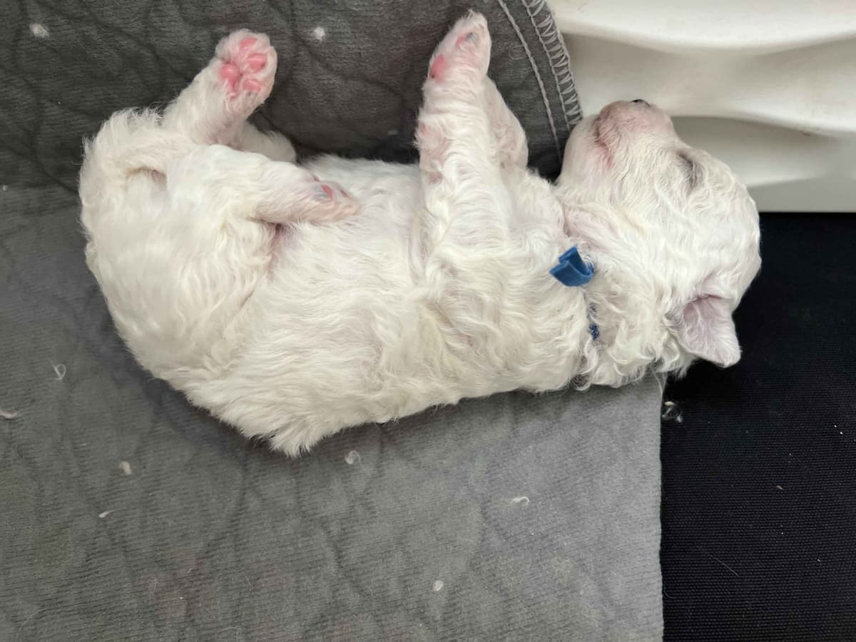Bichon Frise Puppies breeder image 3