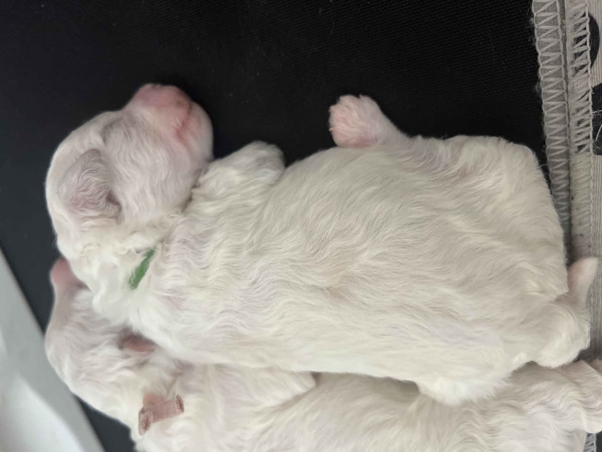 Bichon Frise Puppies breeder image 4