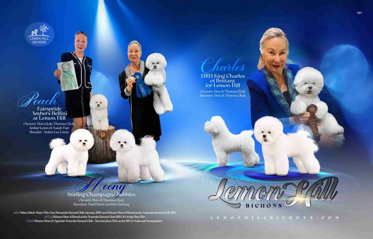 Bichon Frise Puppies breeder image 5