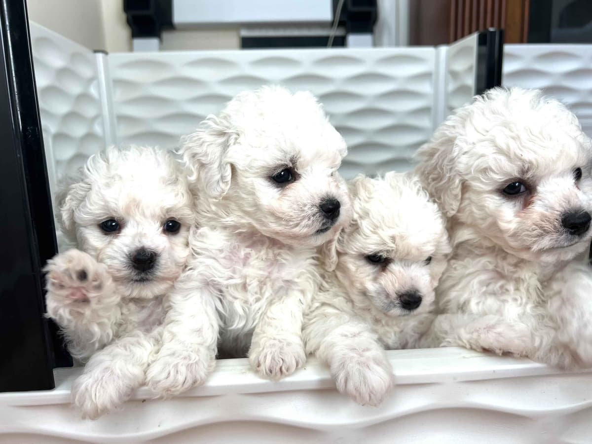 Bichon Frise Puppies breeder image 6