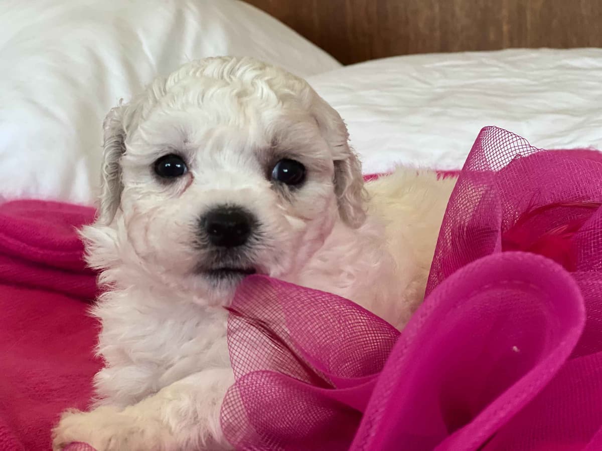Bichon Frise Puppies breeder image 9