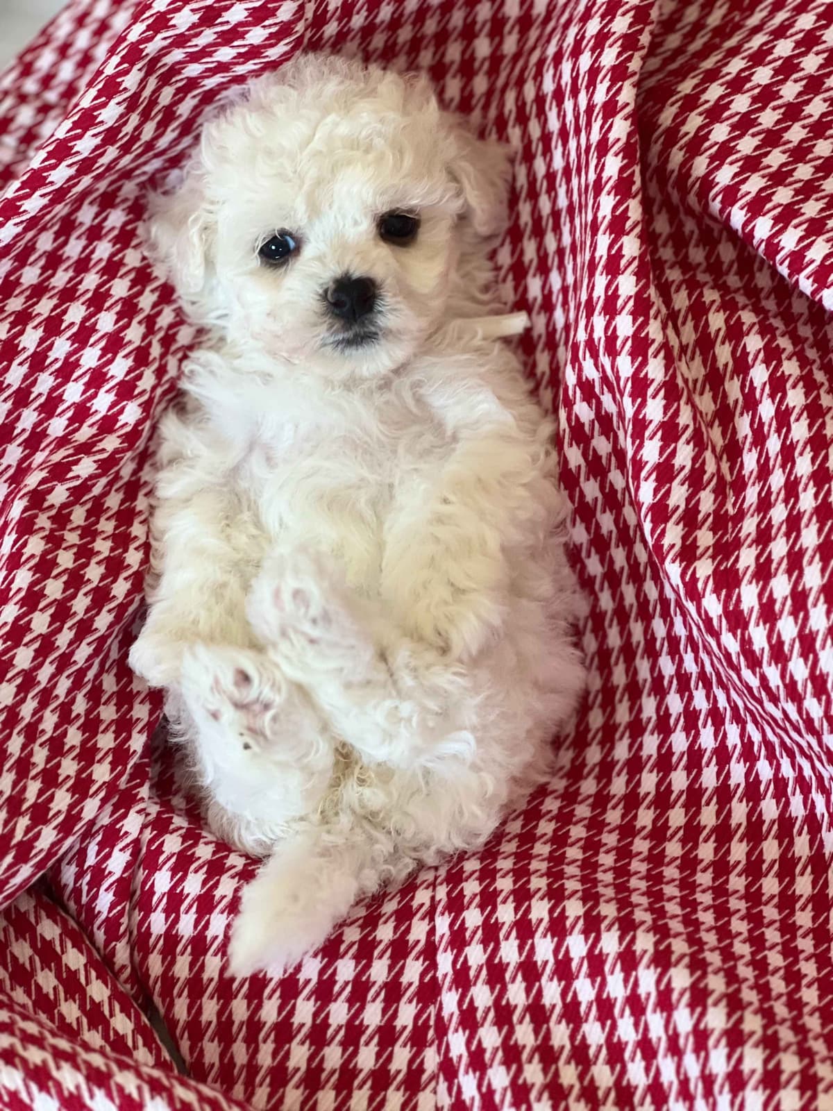 Bichon Frise Puppies breeder image 11