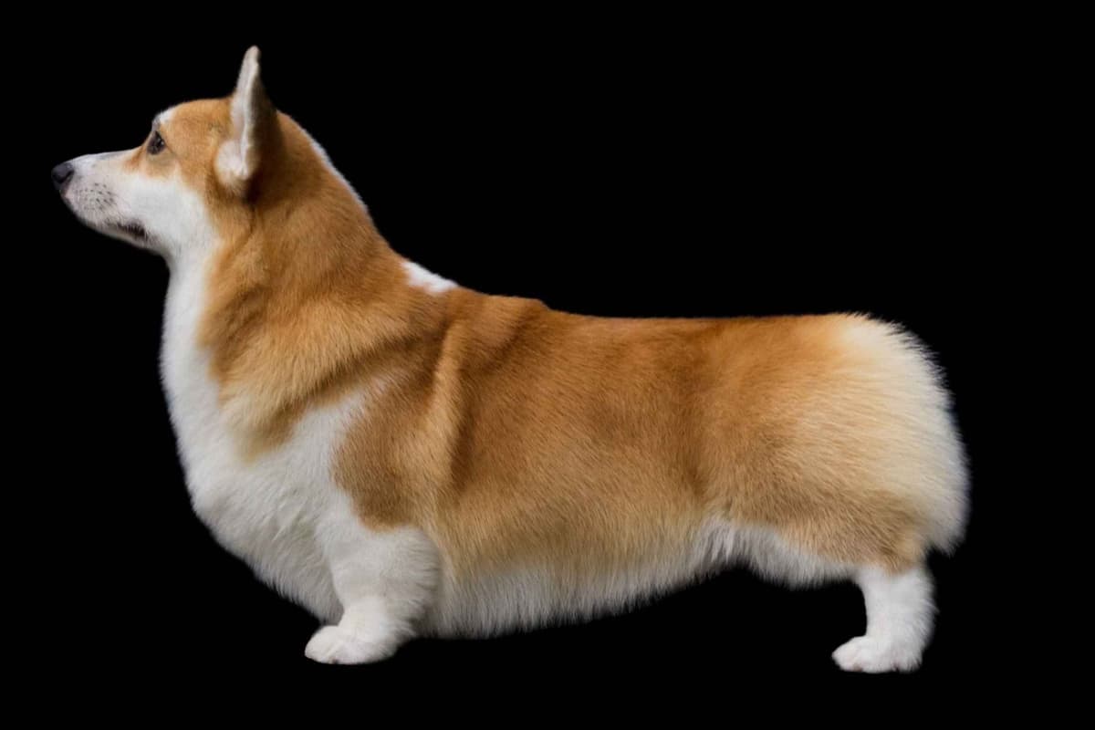 Pembroke Welsh Corgi Puppies breeder image 1