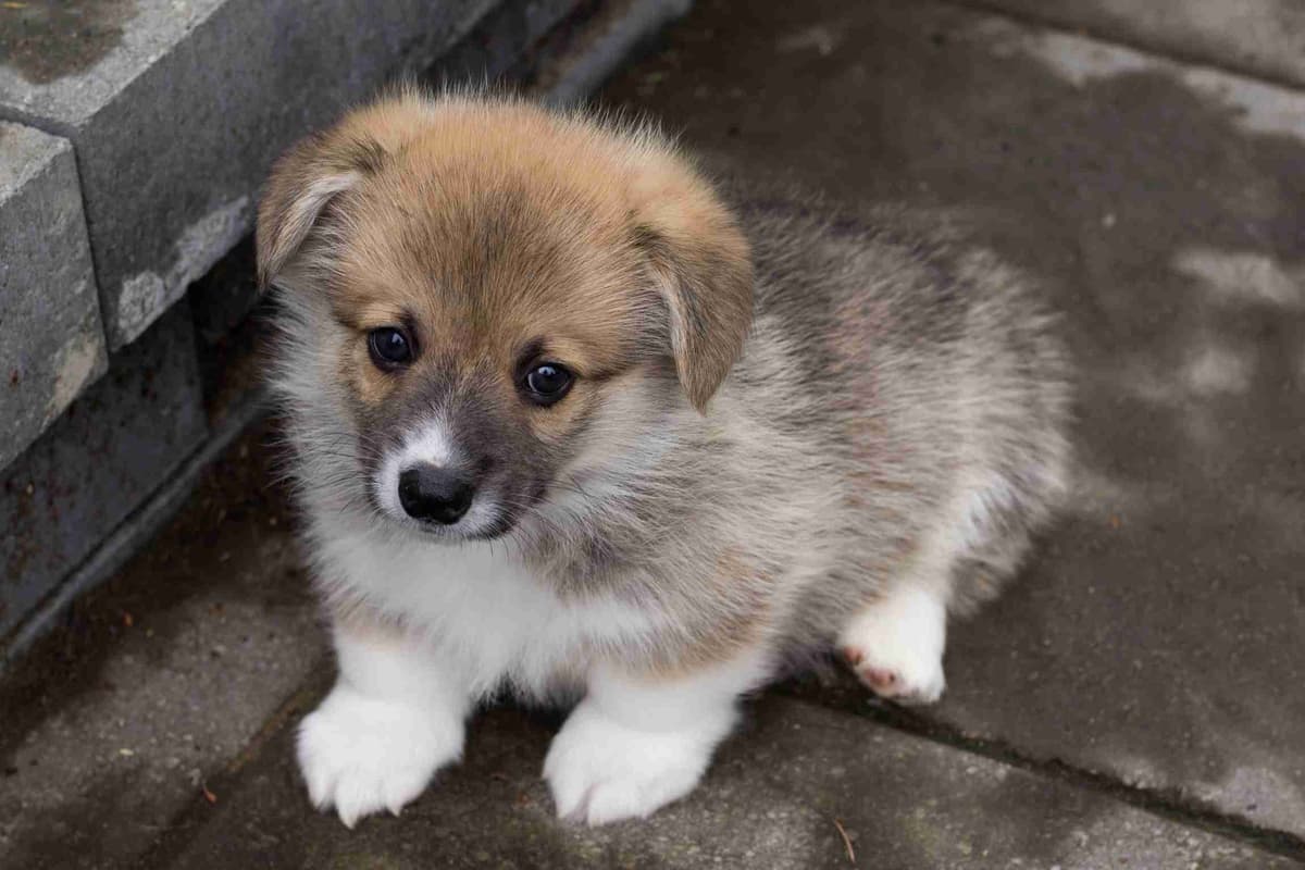 Pembroke Welsh Corgi Puppies breeder image 3