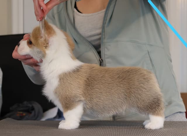 Pembroke Welsh Corgi Puppies media 2