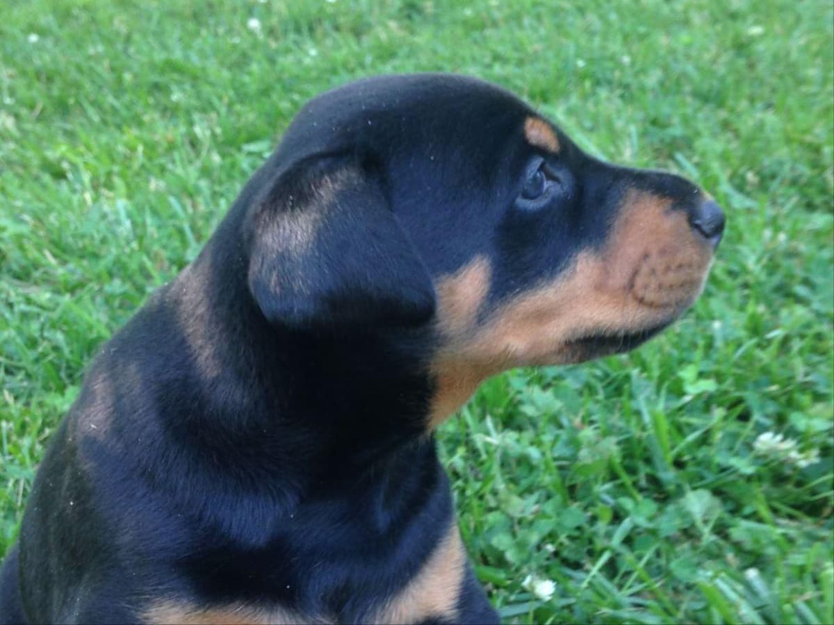 Doberman Pinscher Puppies breeder image 1