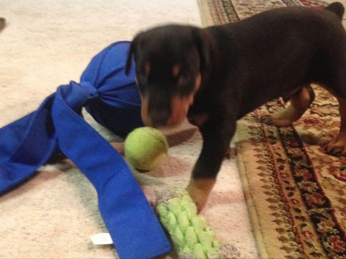 Doberman Pinscher Puppies breeder image 2
