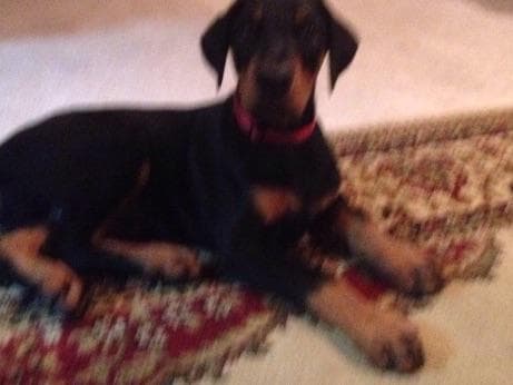 Doberman Pinscher Puppies breeder image 3