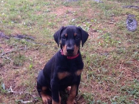 Doberman Pinscher Puppies breeder image 4