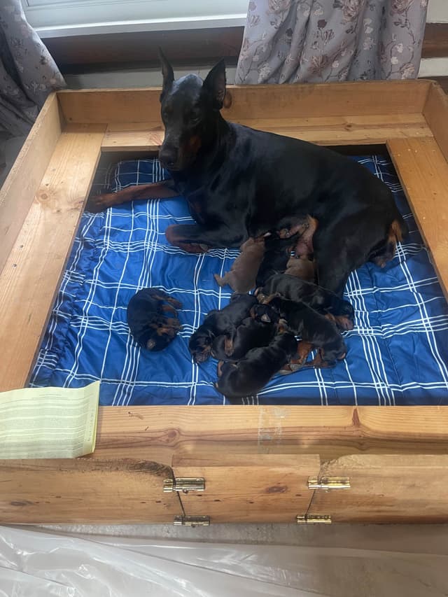 Doberman Pinscher Puppies media 2