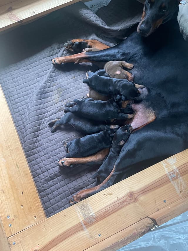 Doberman Pinscher Puppies media 3