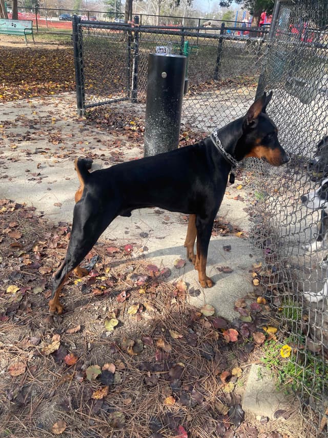 Doberman Pinscher Puppies media 4