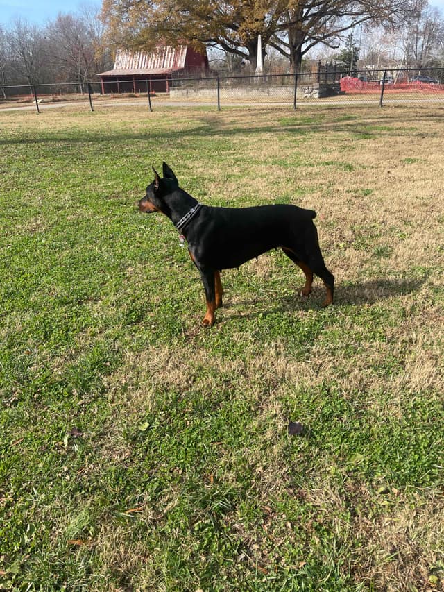 Doberman Pinscher Puppies media 5