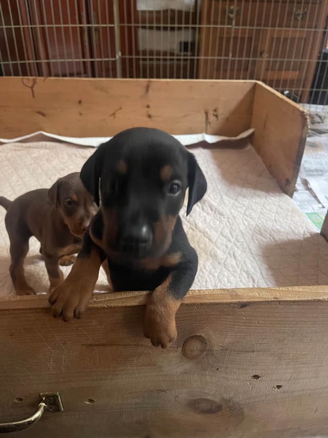 Doberman Pinscher Puppies media 7