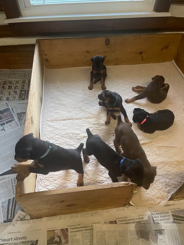 Doberman Pinscher Puppies media 8