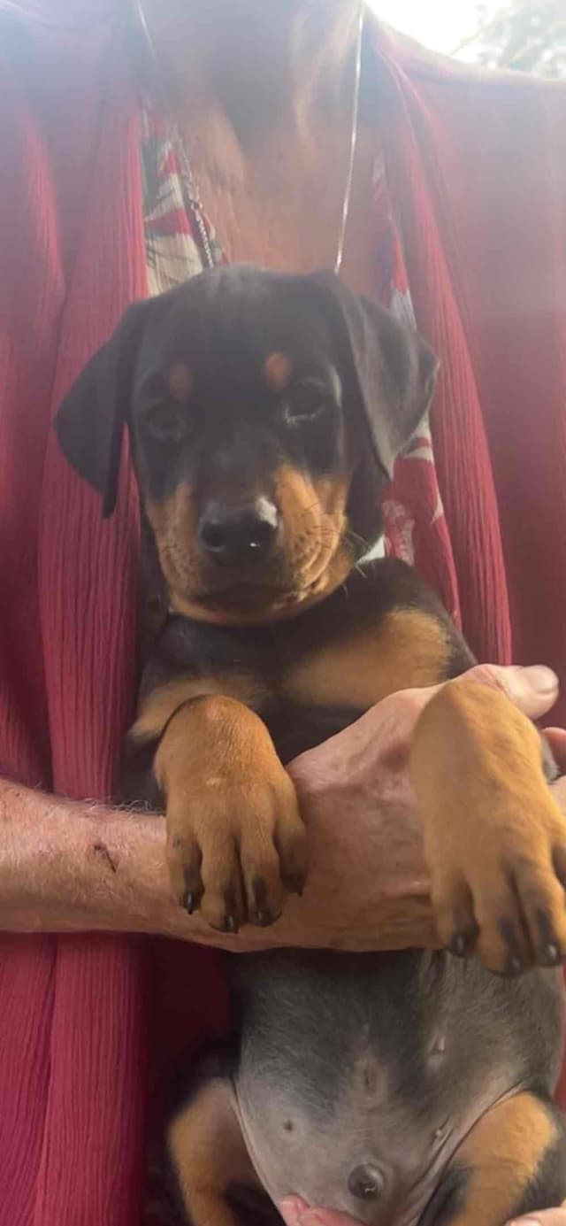 Doberman Pinscher Puppies media 9