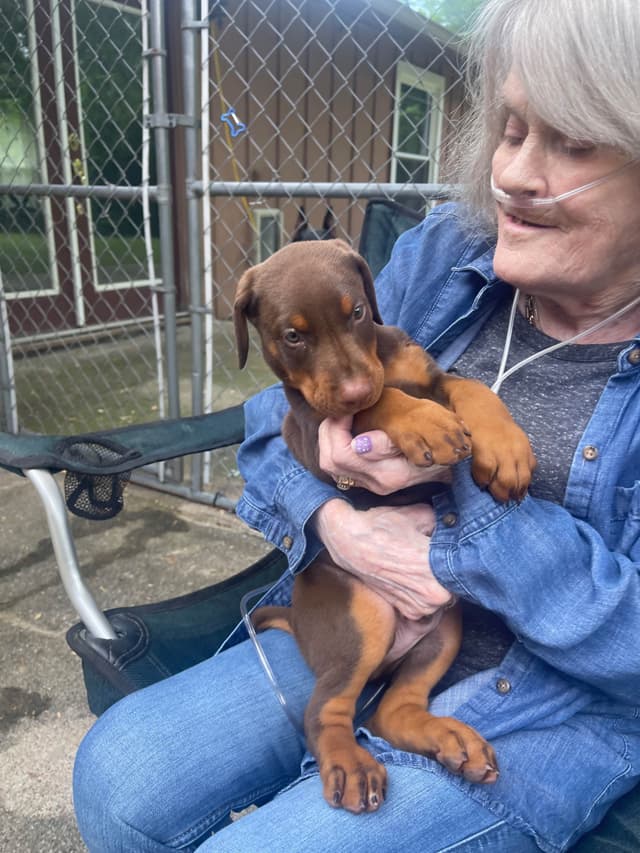 Doberman Pinscher Puppies media 10