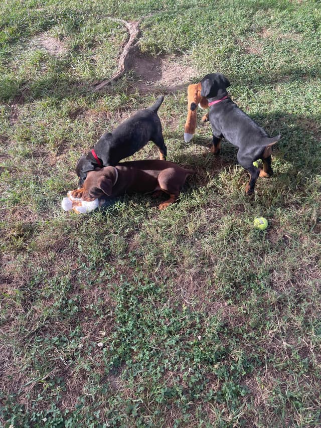 Doberman Pinscher Puppies media 11
