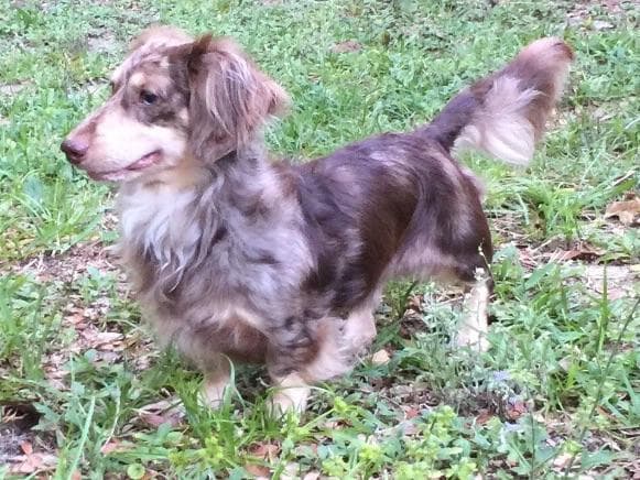 Dachshund Puppies breeder image 7