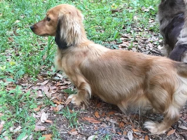 Dachshund Puppies breeder image 8