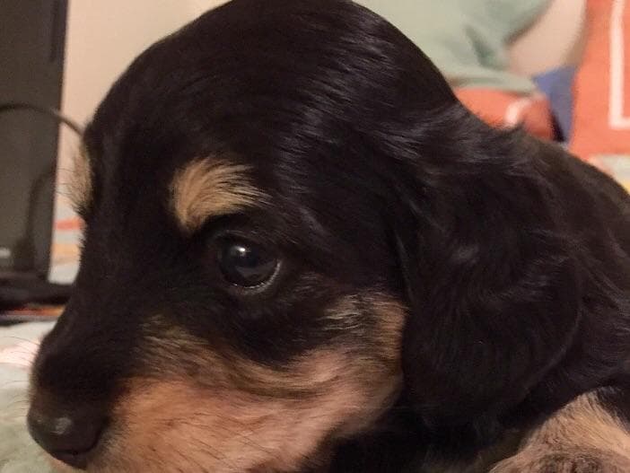 Dachshund Puppies breeder image 12