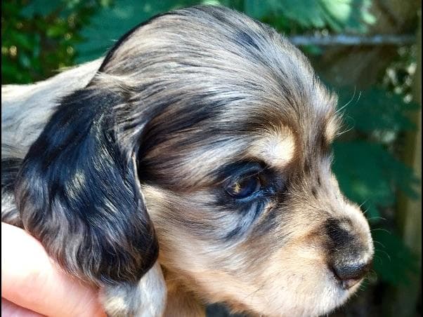 Dachshund Puppies breeder image 13