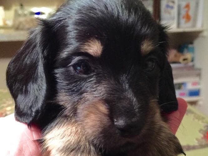 Dachshund Puppies breeder image 14