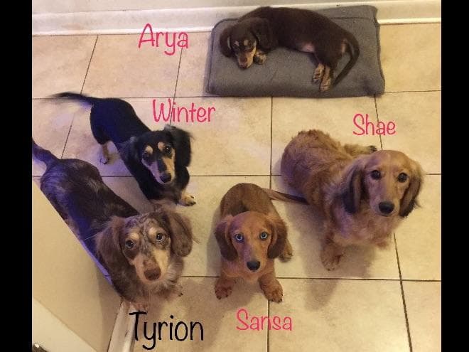 Dachshund Puppies breeder image 6