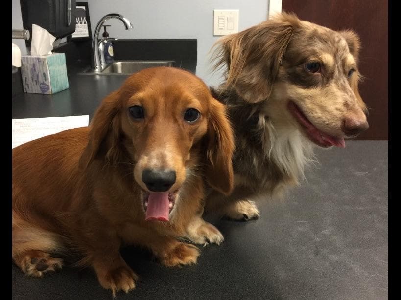 Dachshund Puppies breeder image 5
