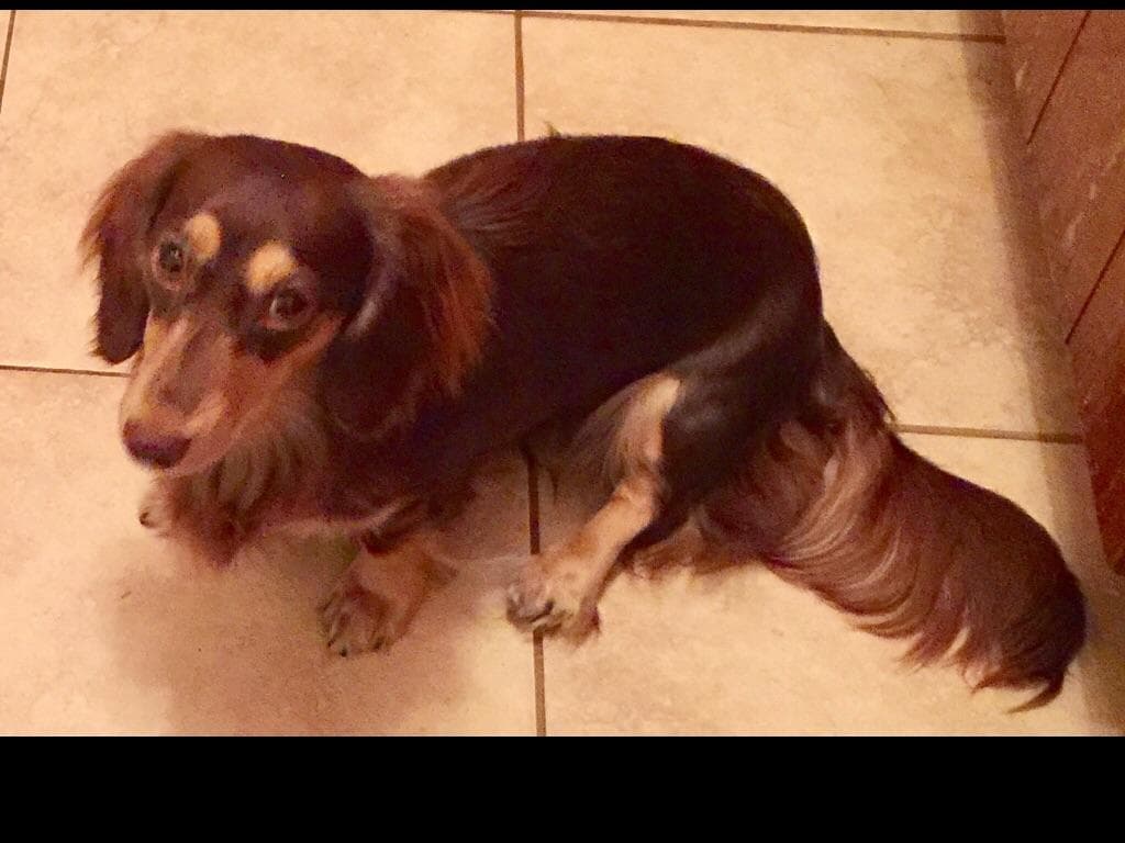Dachshund Puppies breeder image 3