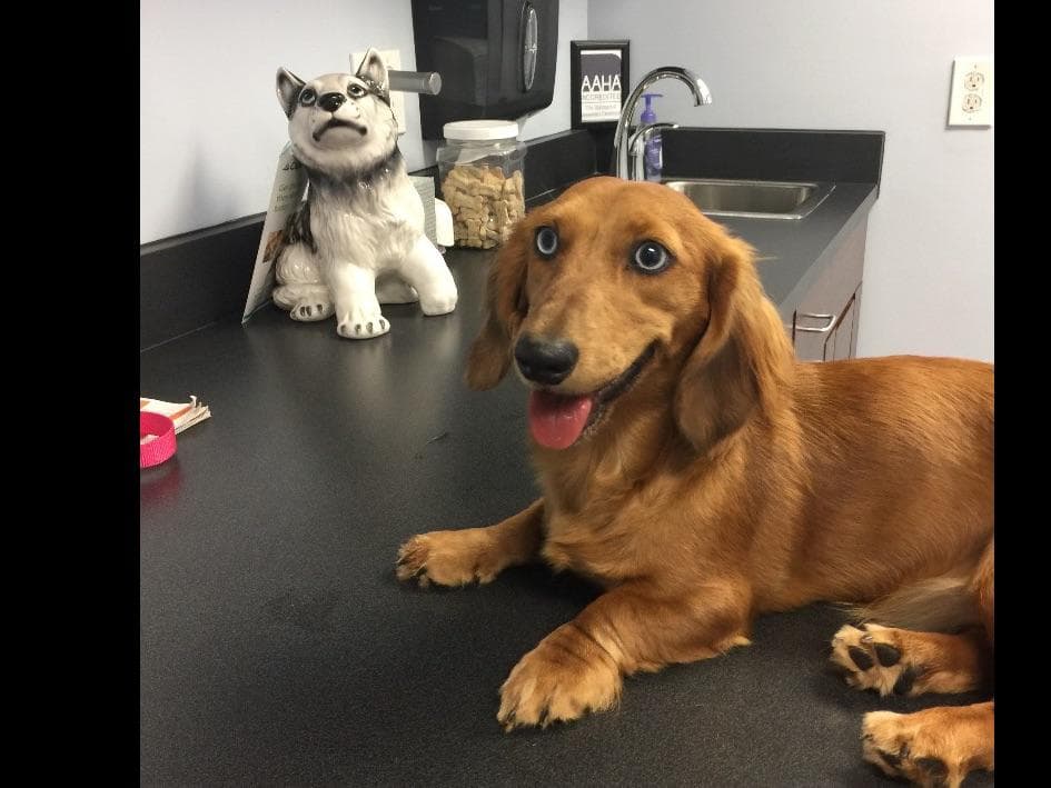 Dachshund Puppies breeder image 2