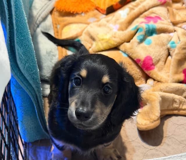 Dachshund Puppies media 2