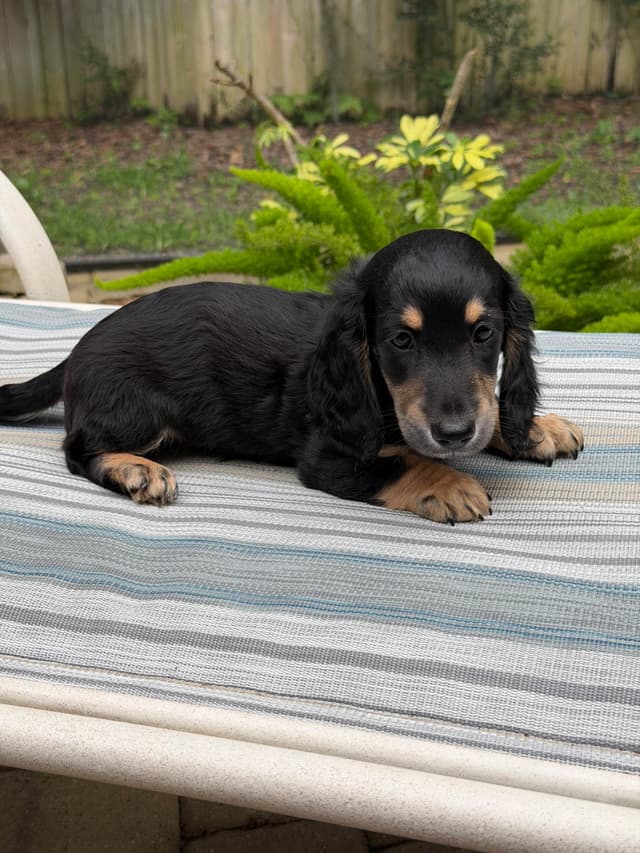 Dachshund Puppies media 4