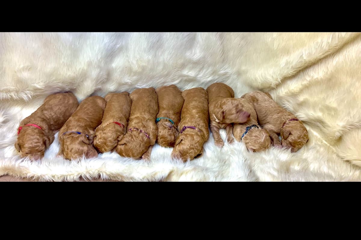 Anastasia Toy Poodles puppies 347-754-2345 breeder image 7