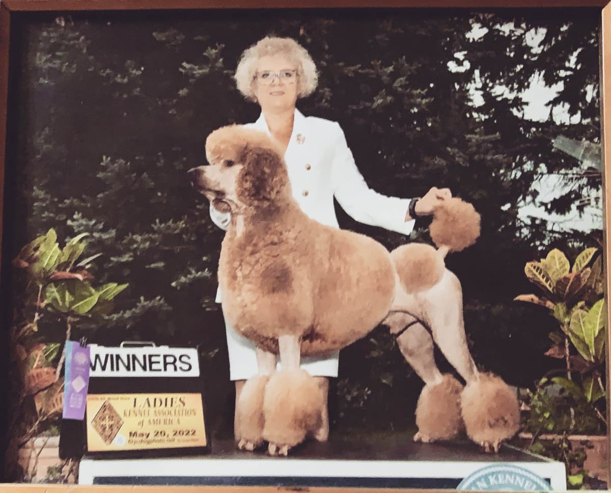 Anastasia Toy Poodles puppies 347-754-2345 breeder image 5
