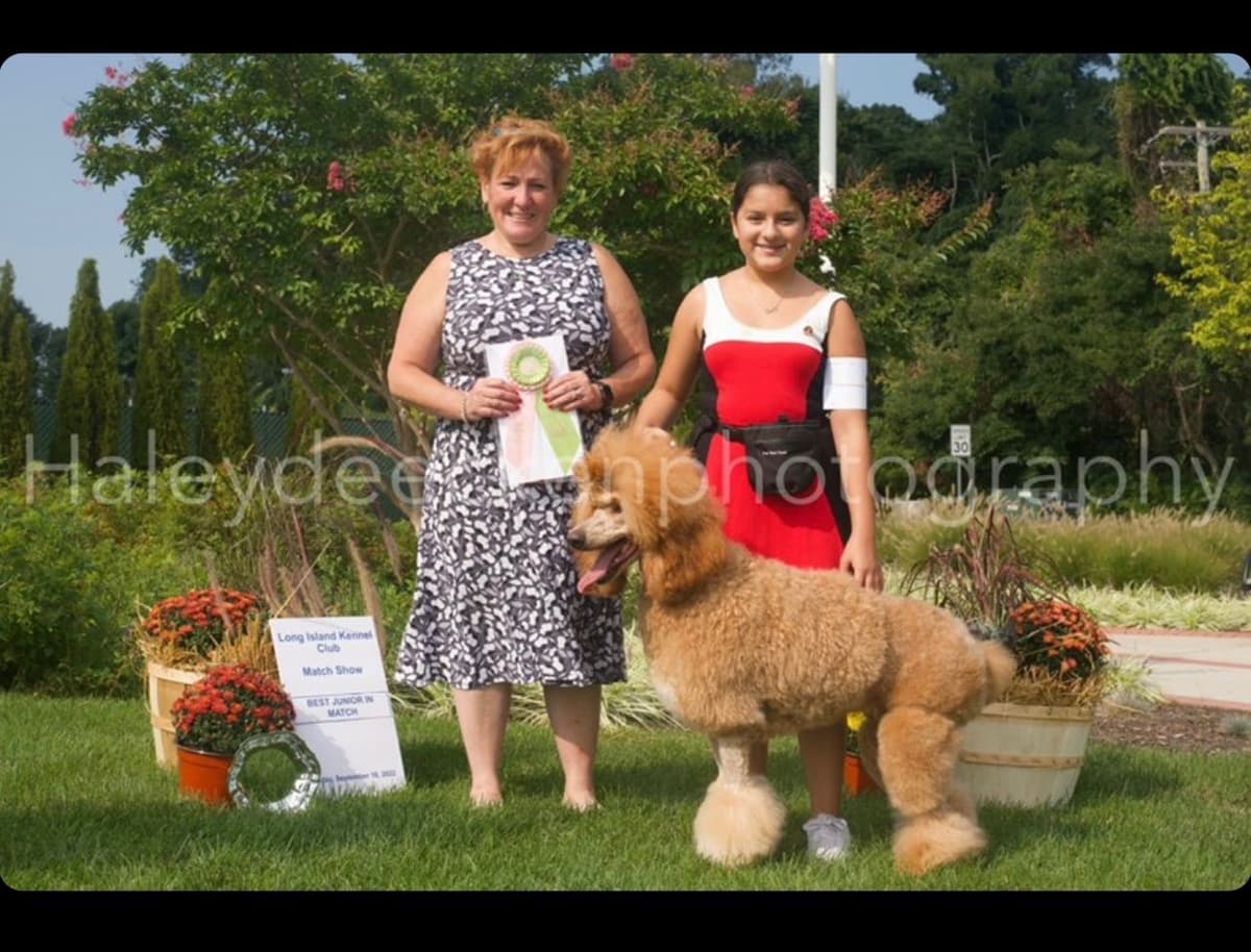 Anastasia Toy Poodles puppies 347-754-2345 breeder image 8