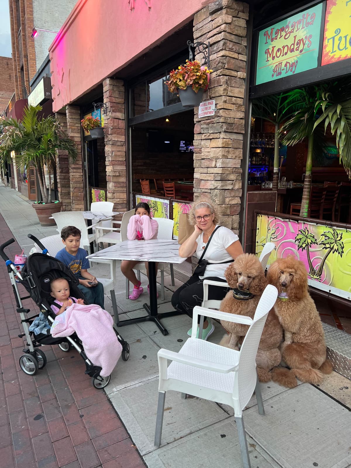 Anastasia Toy Poodles puppies 347-754-2345 breeder image 10